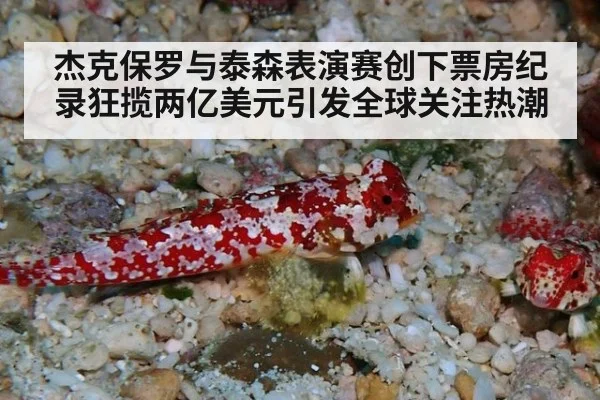 杰克保罗与泰森表演赛创下票房纪录狂揽两亿美元引发全球关注热潮