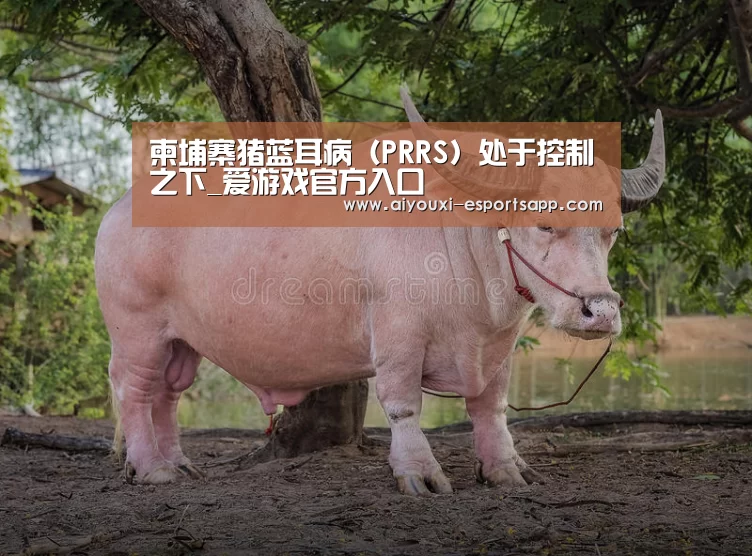 爱游戏体育官方网站